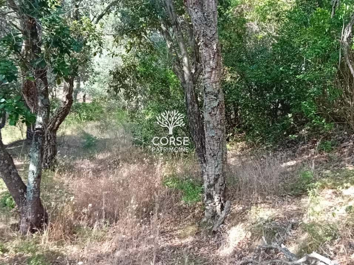 Terrain à vendre - 1280m2 - Sotta (20146)