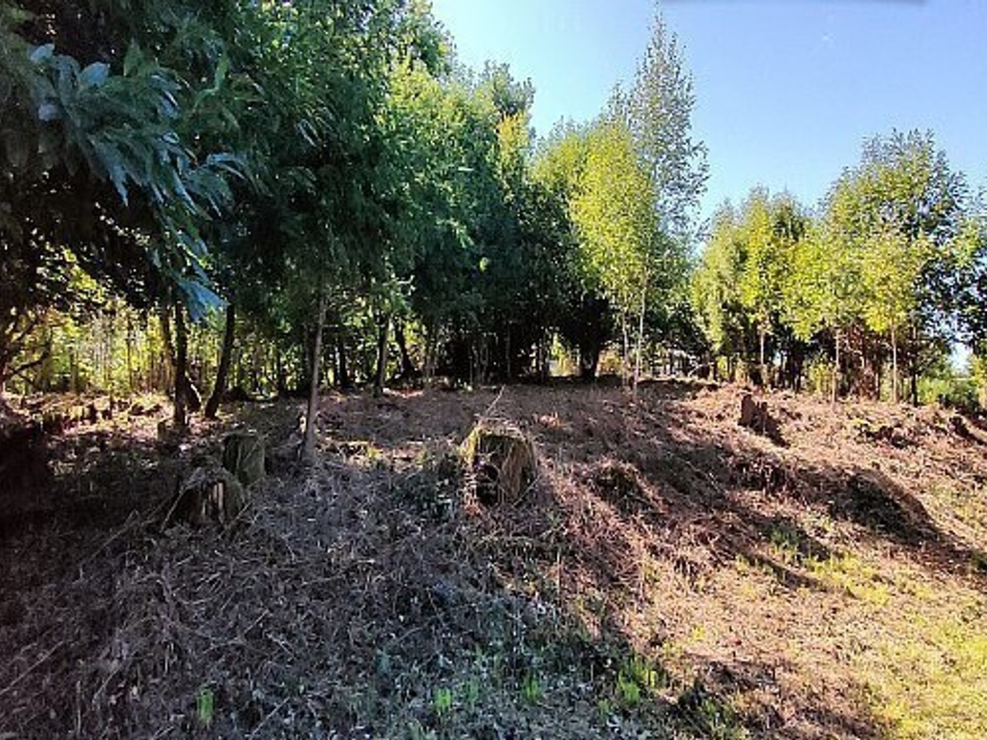 Terrain à vendre - 7280m2 - Neuvic (19160)