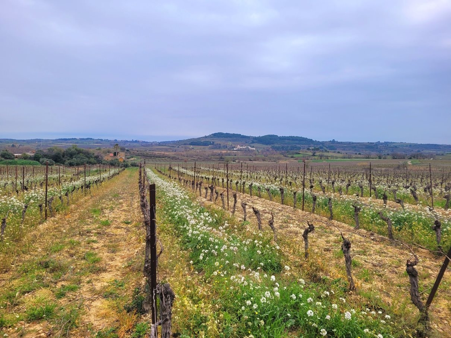 Terrain à vendre - Magalas (34480)