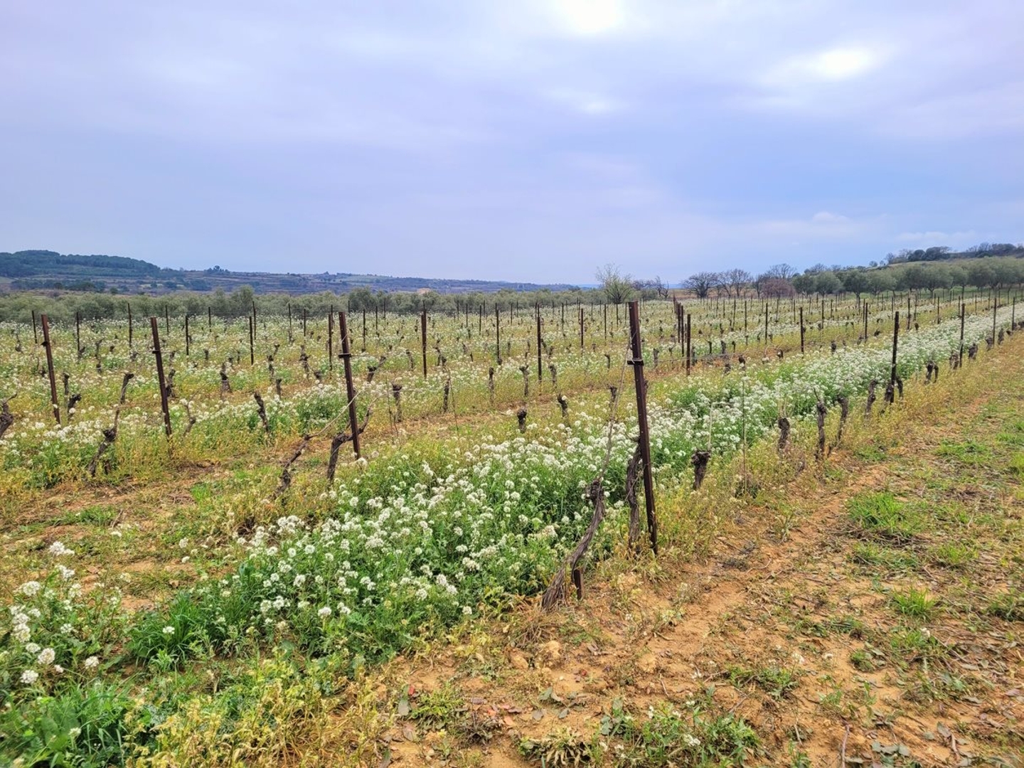 Terrain à vendre - Magalas (34480)
