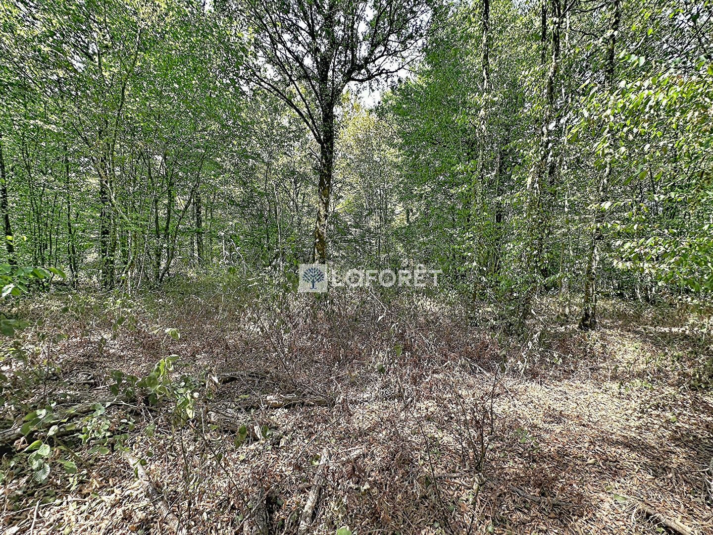 Terrain 37905 m²
