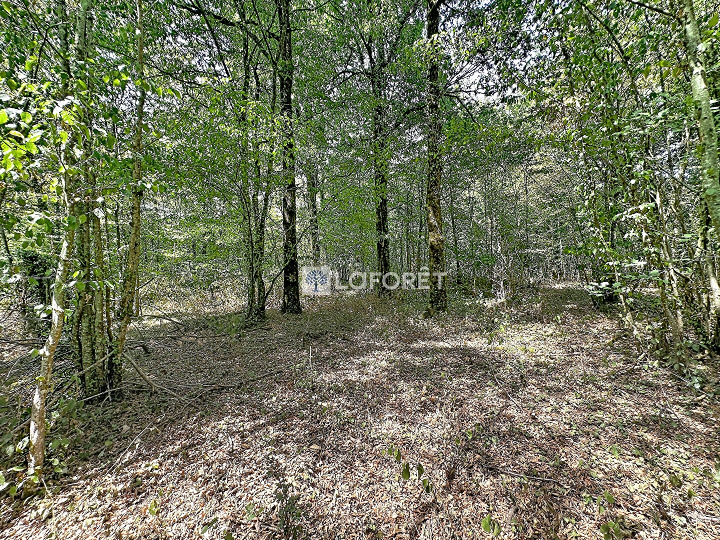 Terrain à vendre - 37905m2 - Saint-Aubin-Le-Cloud (79450)