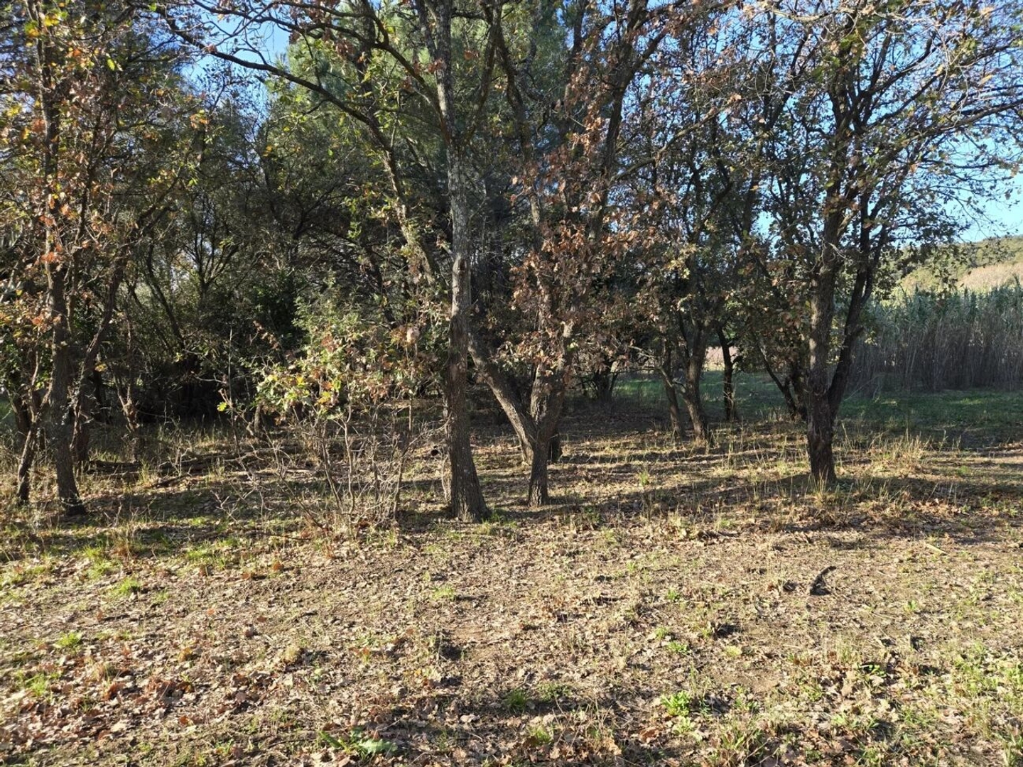 Terrain à vendre - 1056m2 - Bormes-Les-Mimosas (83230)