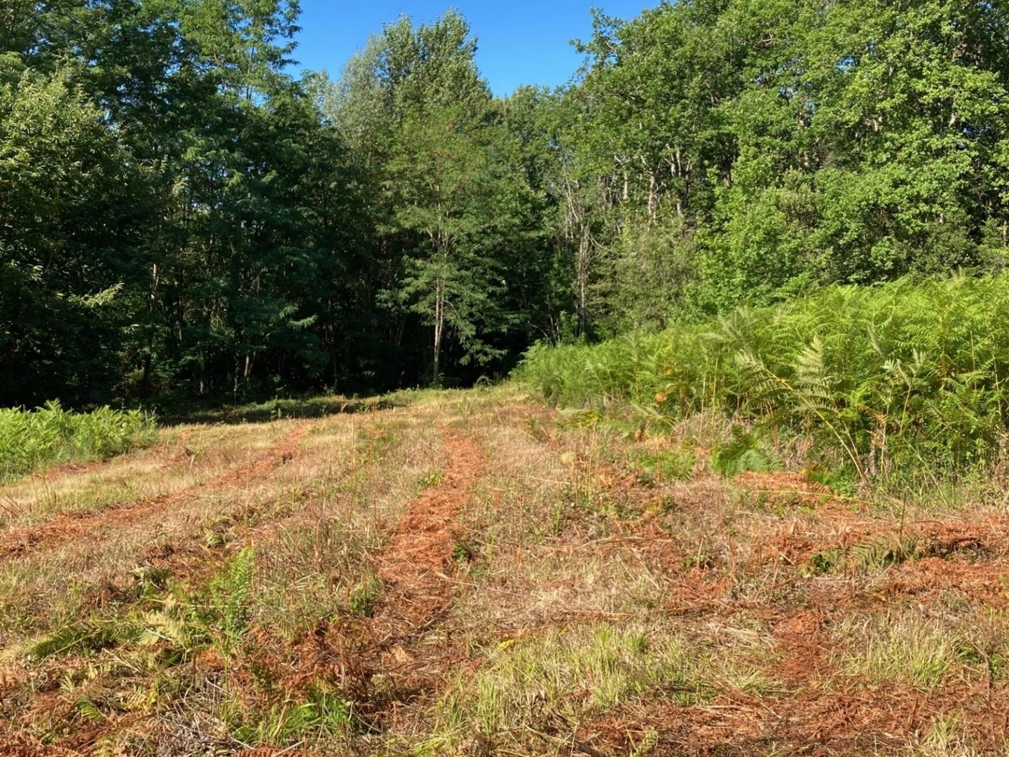 Terrain à vendre - 3400m2 - Sarlat-La-Canéda (24200)