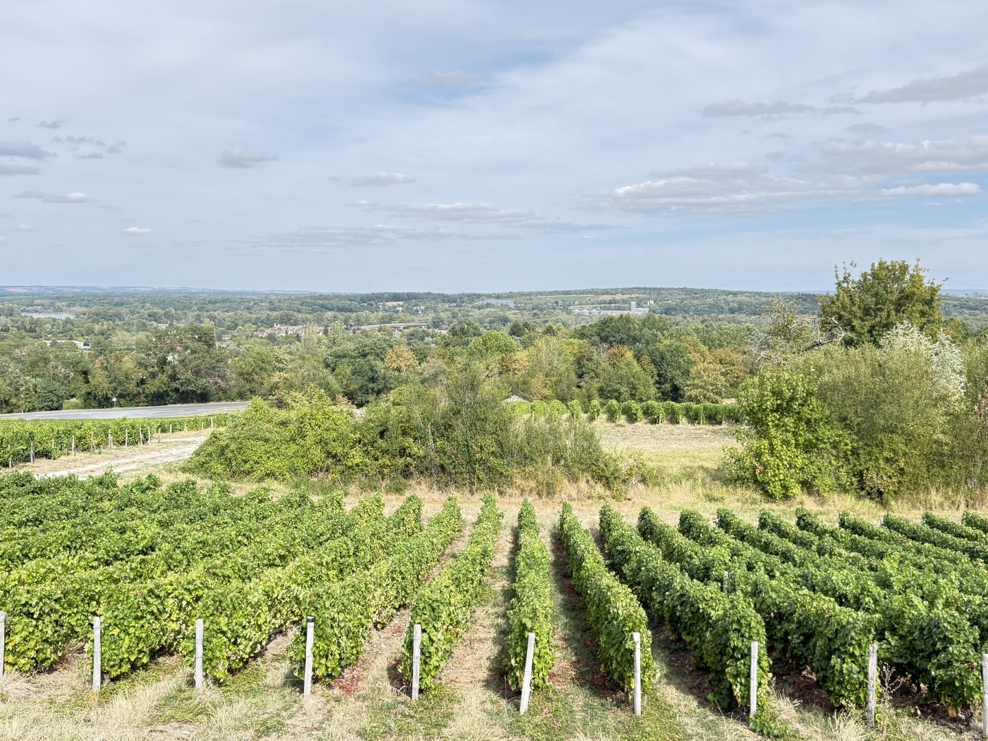 VUE PANORAMIQUE - SANCERRE