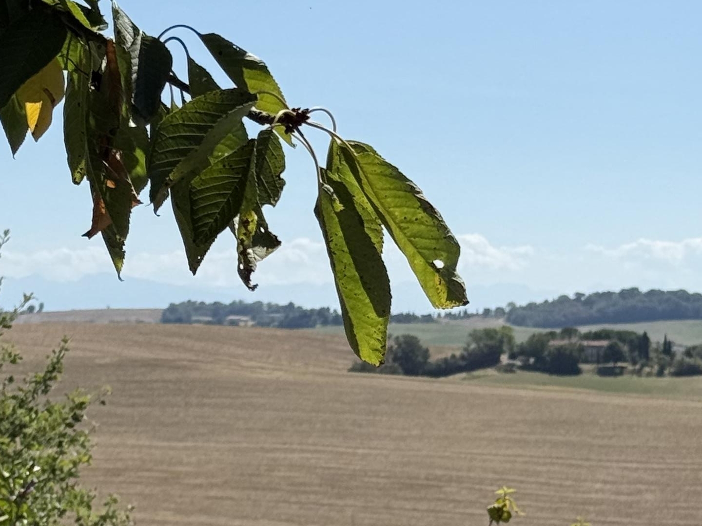 Terrain à vendre - 900m2 - Marquein (11410)