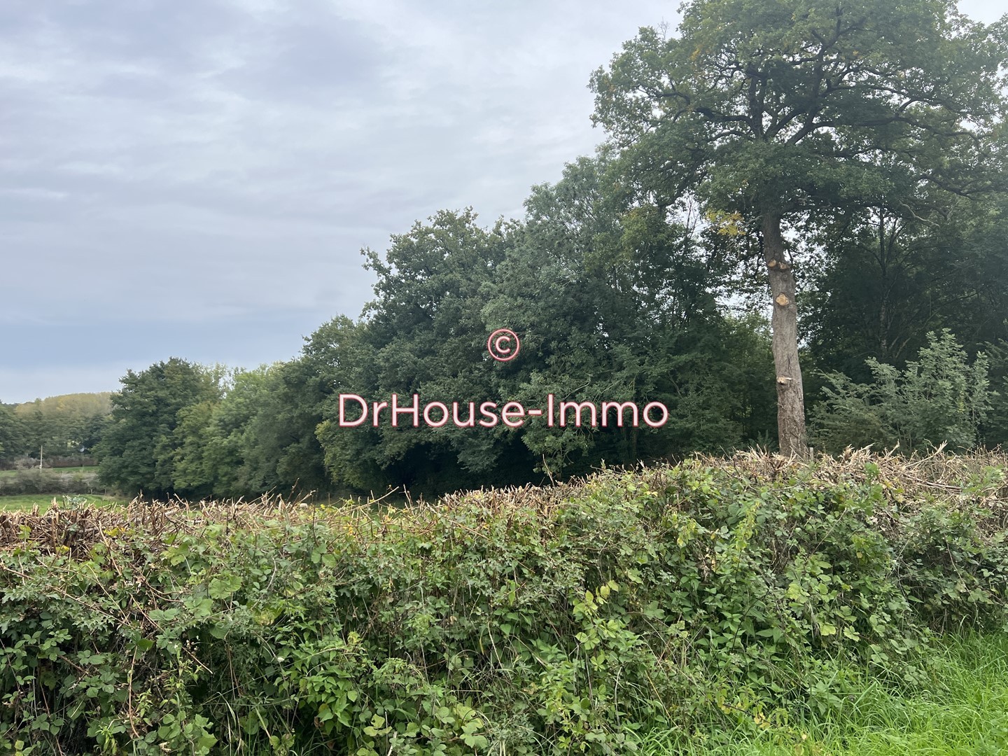 Terrain taillis Sarzay 0,5 hectares