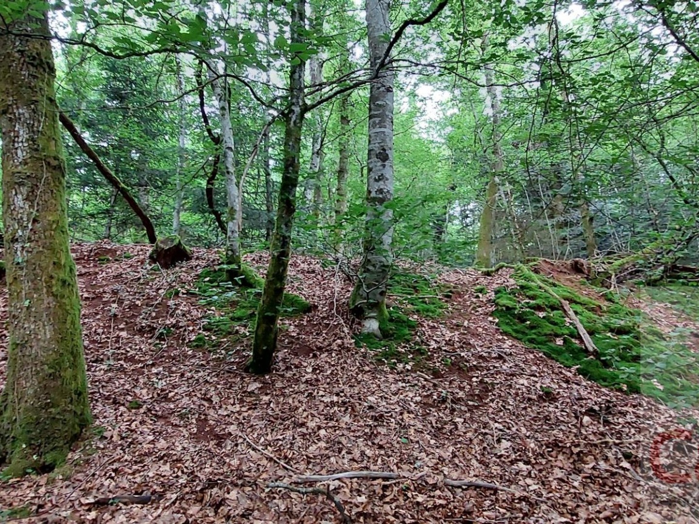 Terrain boisé  forêt