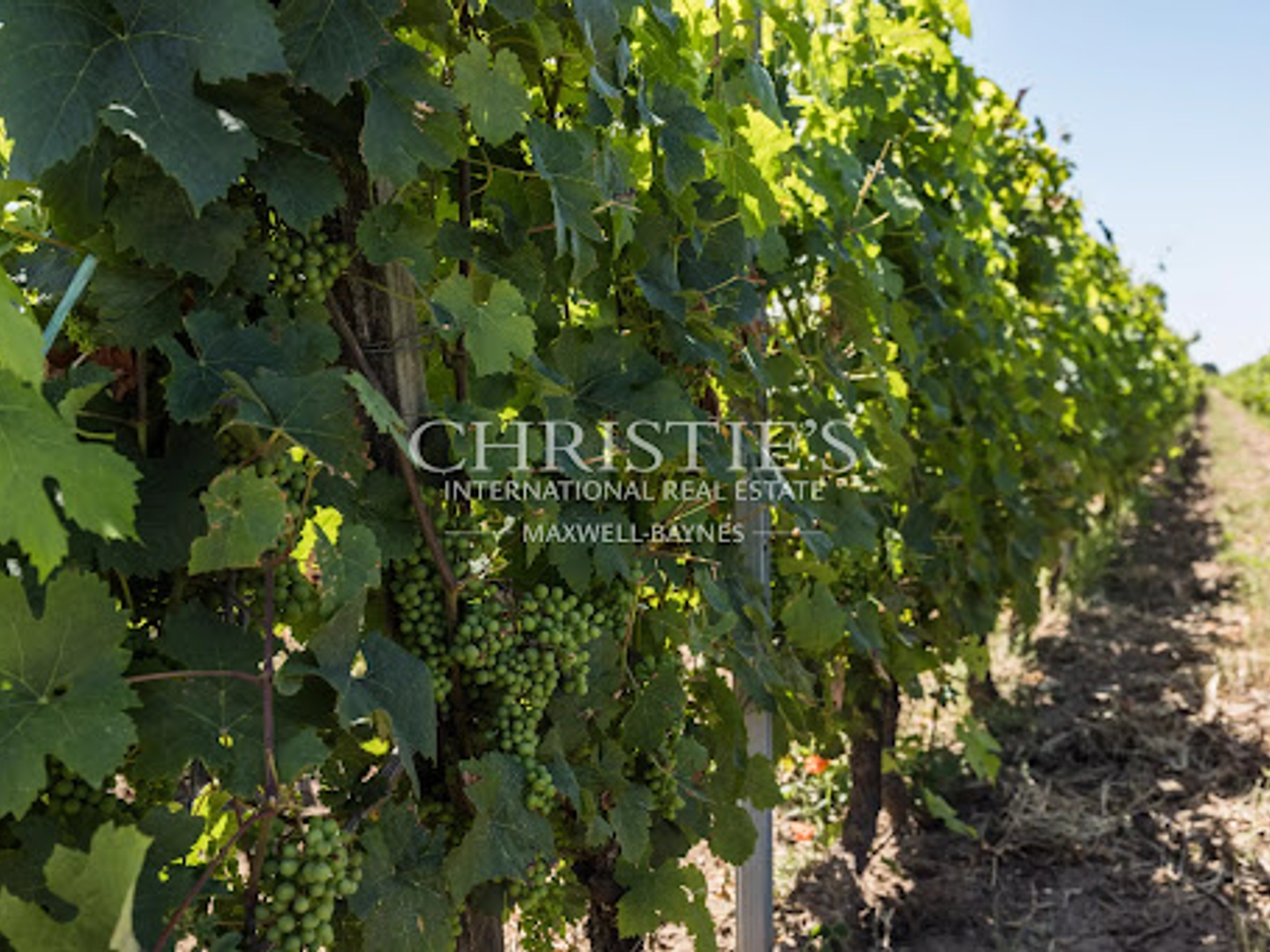 Vignoble 310 m²