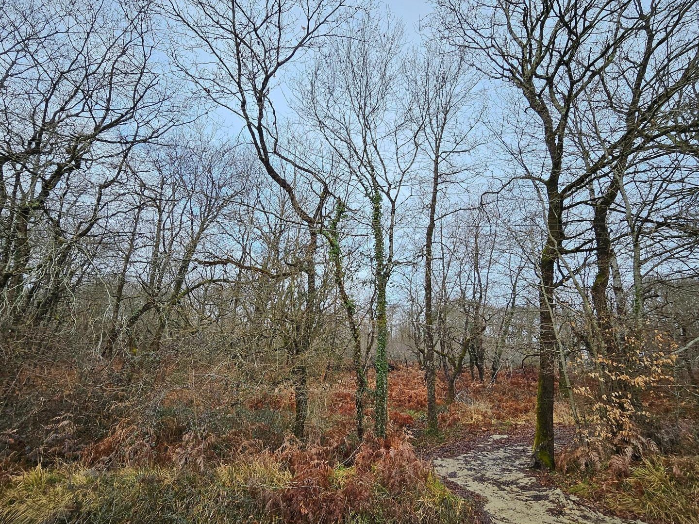 BOIS DE 9 570 m² À 5min DE TOUTES COMMODITÉS