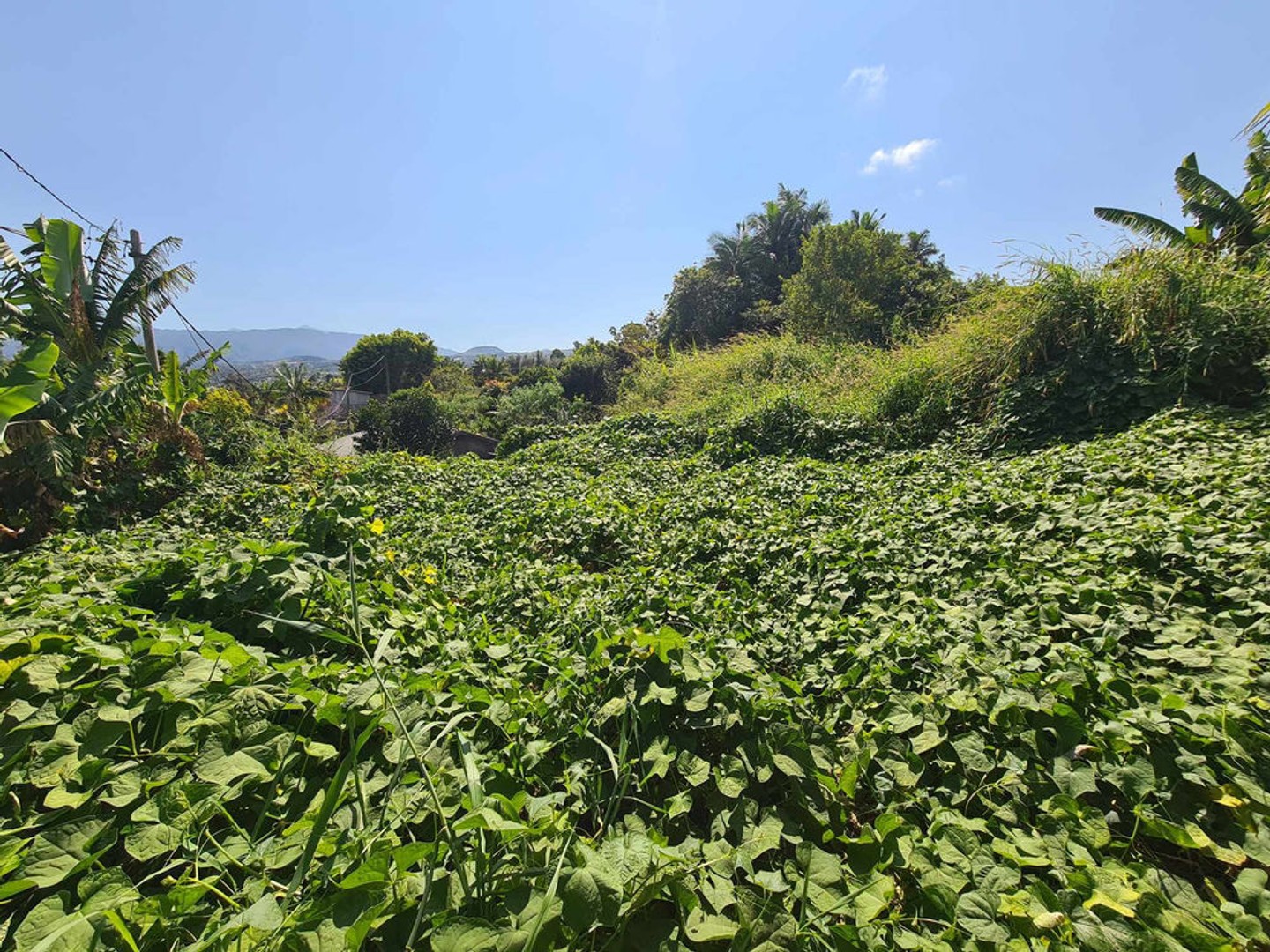 TAMPON 97430 - TERRAIN À BÂTIR - BELLE VUE - ENVIRONNEMENT CALME - BON POTENTIEL