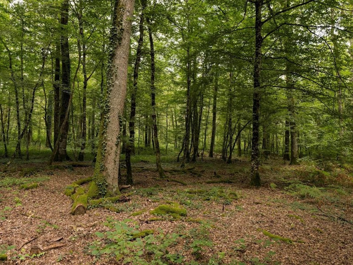 Terrain 90520 m²