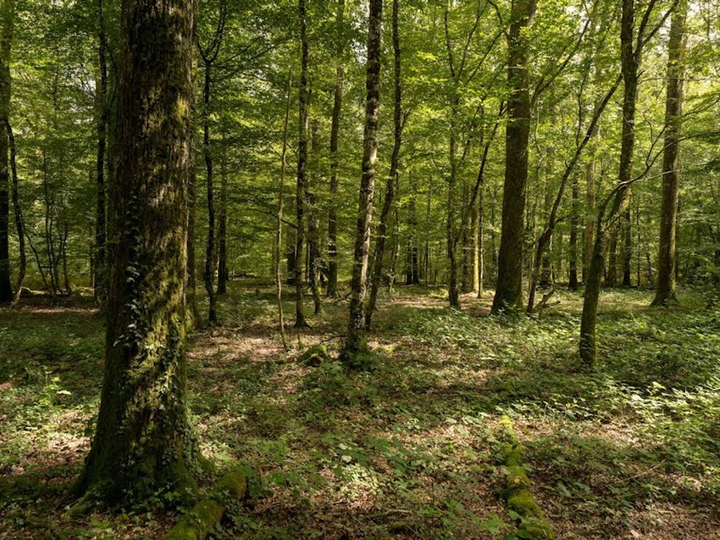 Terrain à vendre - 90520m2 - Presly (18380)
