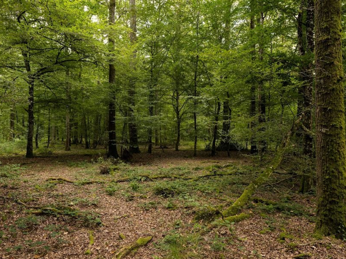 Terrain à vendre - 90520m2 - Presly (18380)
