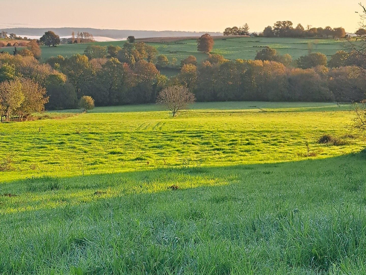 Terrain 1466 m²