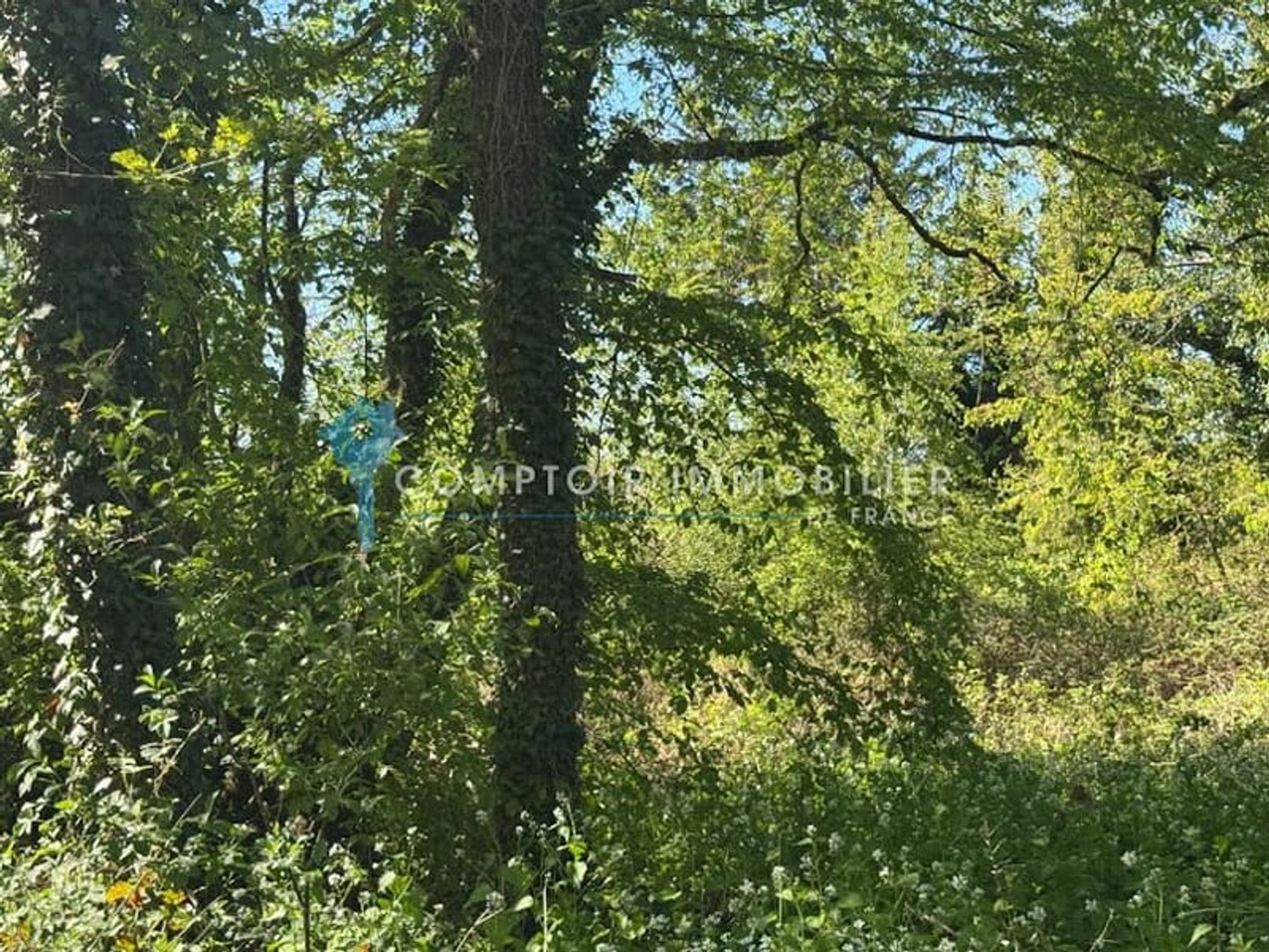 Terrain 6000 m²