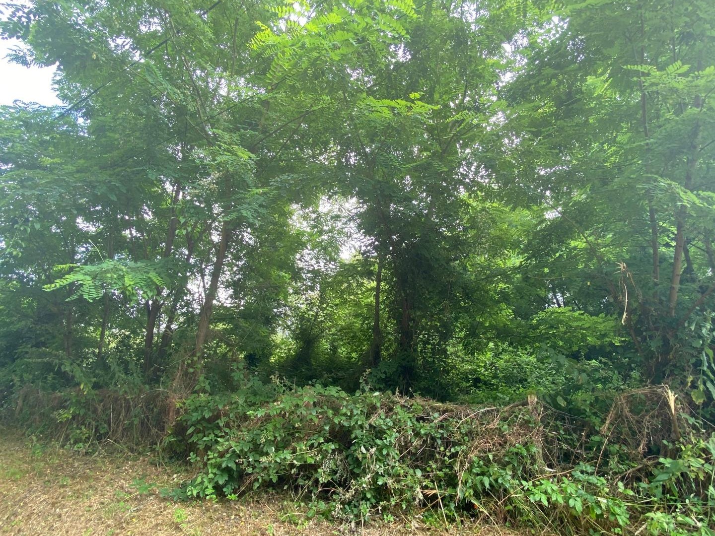 Terrain à vendre - 2250m2 - Bridoré (37600)