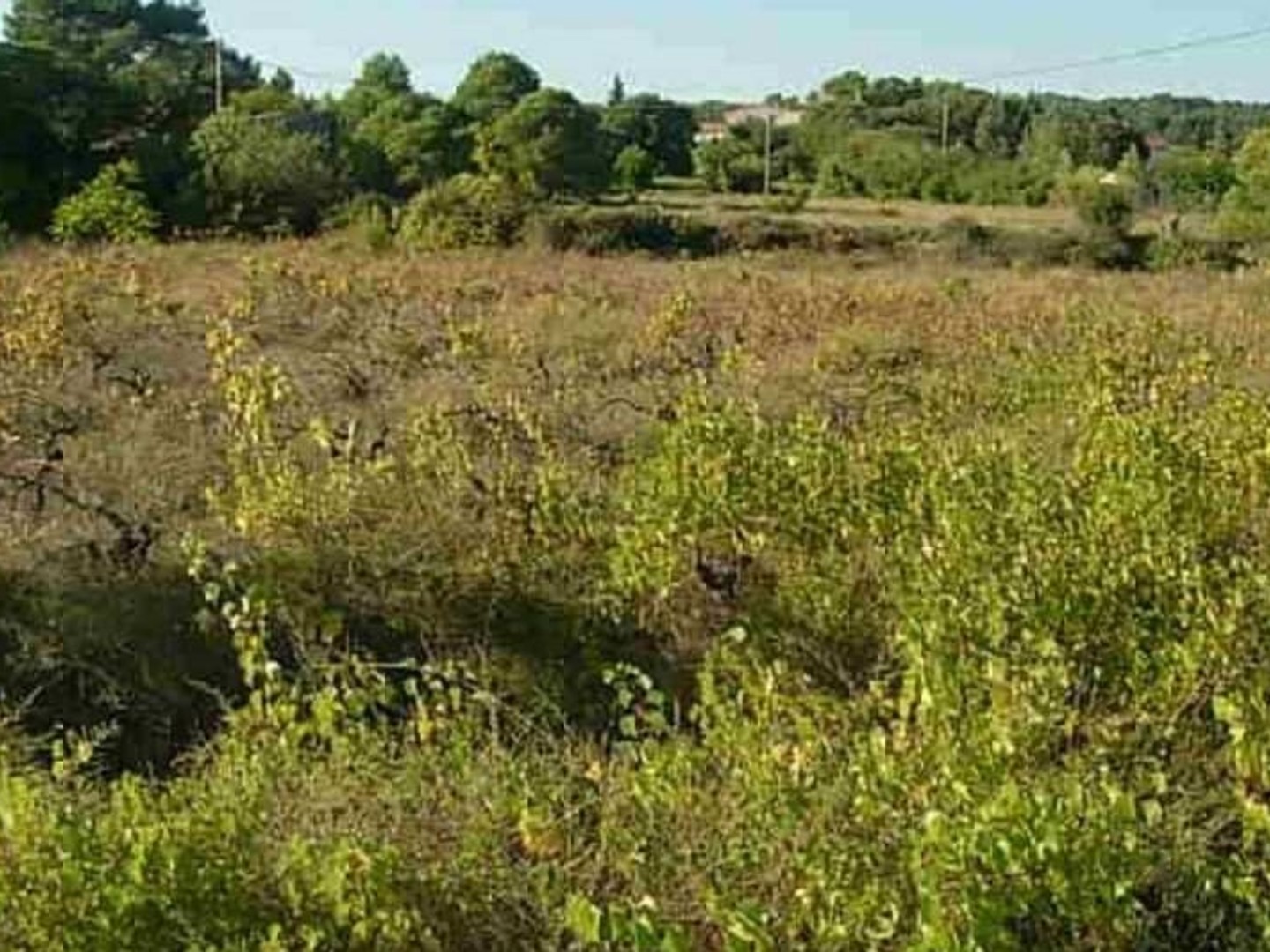 TERRAIN A VENDRE proche du lac du SALAGOU