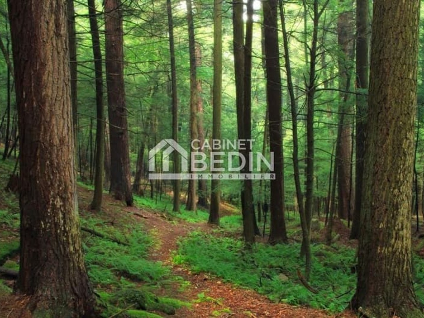 Terrain
