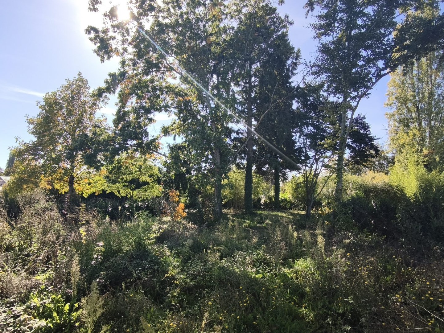 Terrain