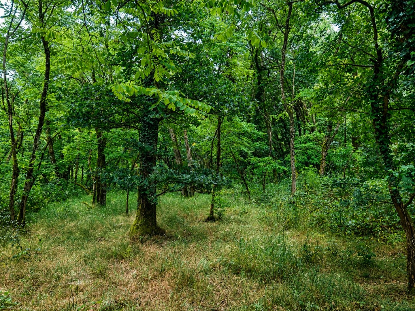Terrain à vendre - 3719m2 - Selles-Sur-Cher (41130)