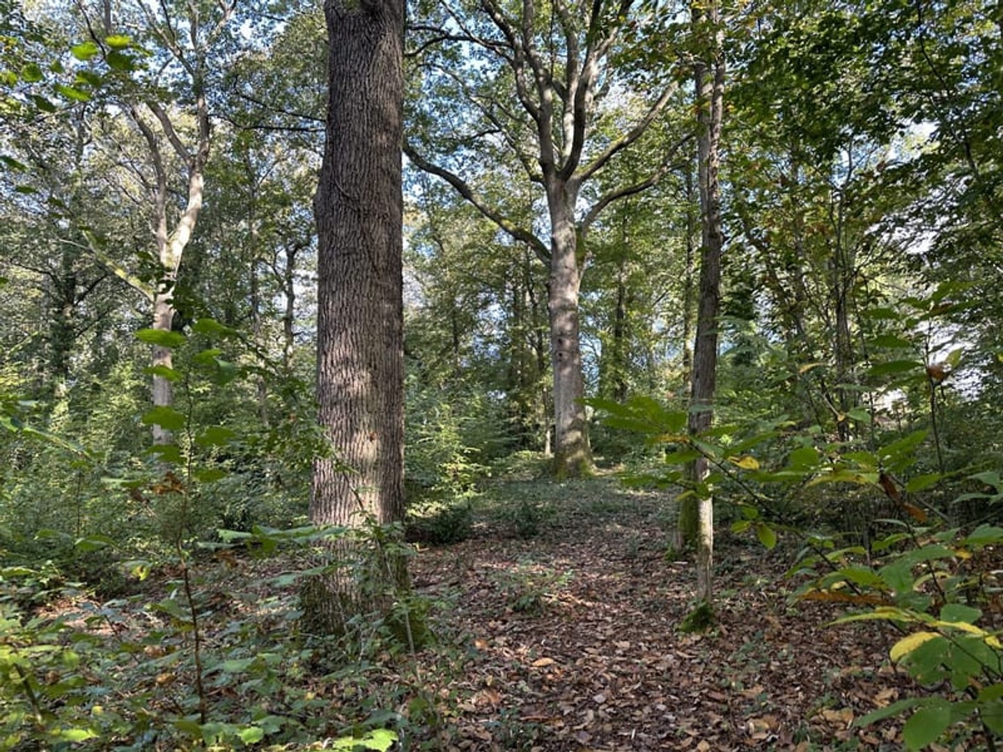 Terrain