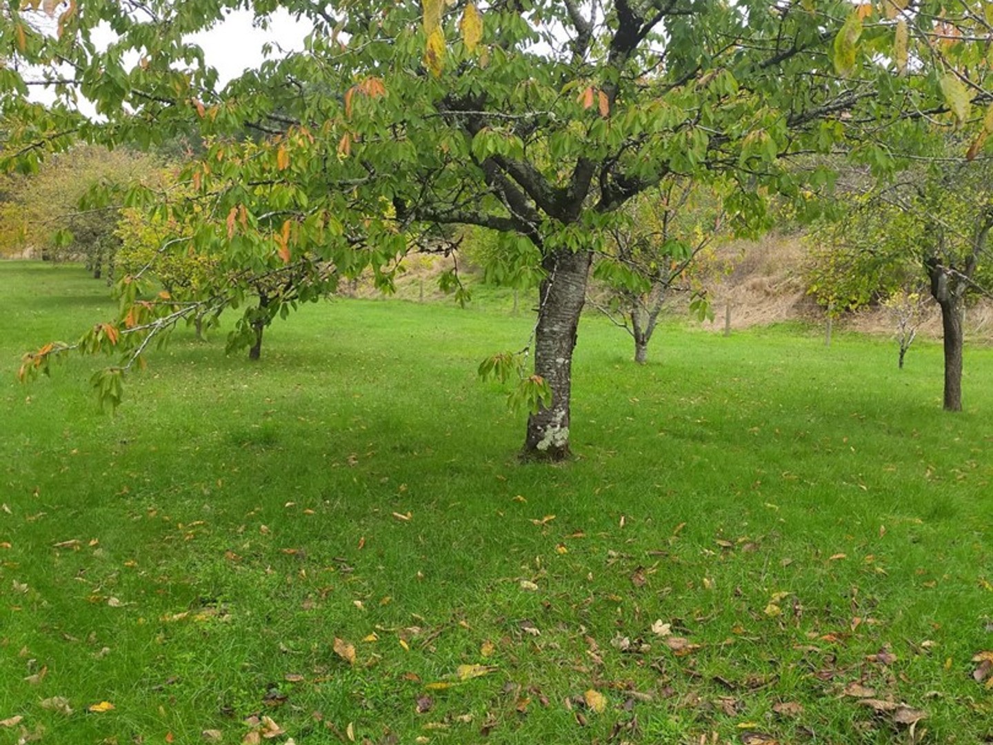 Terrain