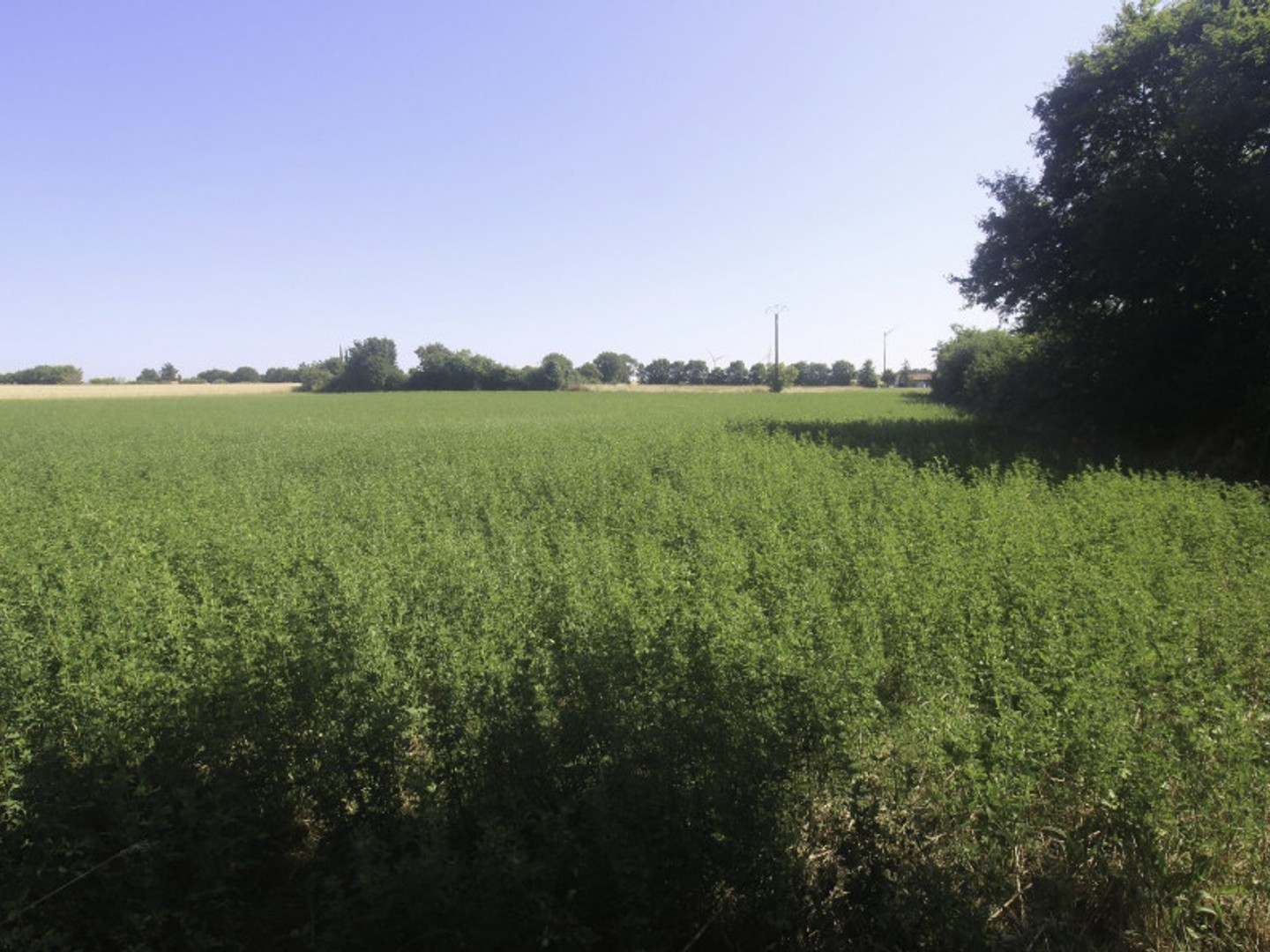 Terrain constructible 4397 m²