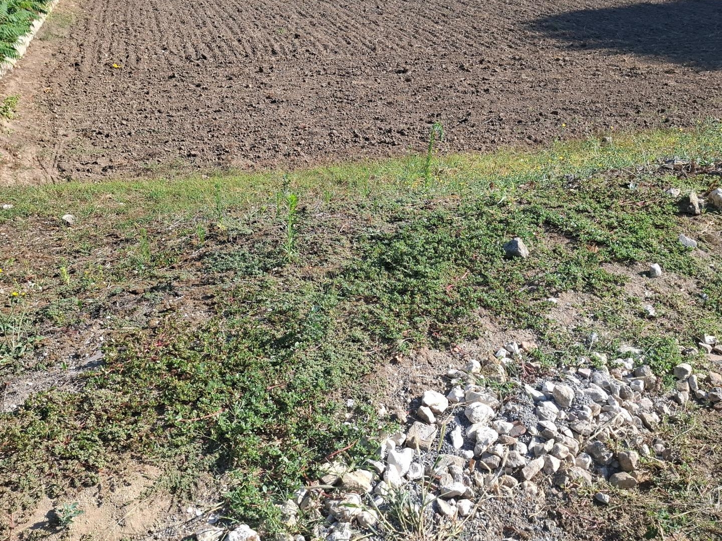Terrain - 1118m²