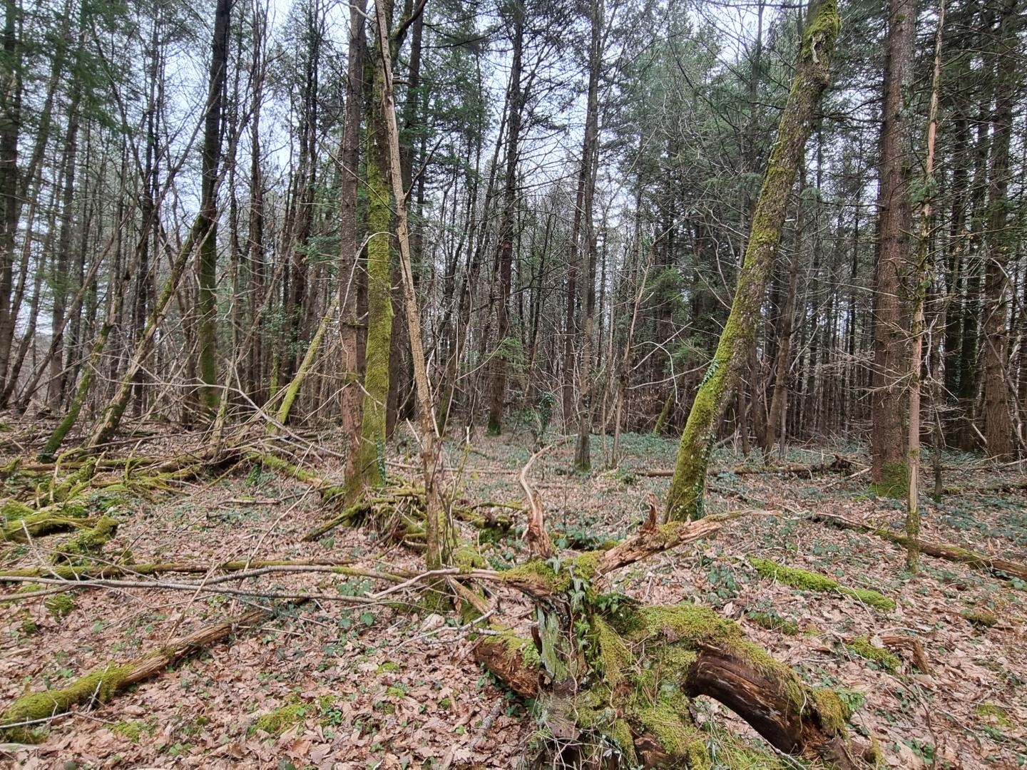Terrain à vendre - 180000m2 - Varaignes (24360)
