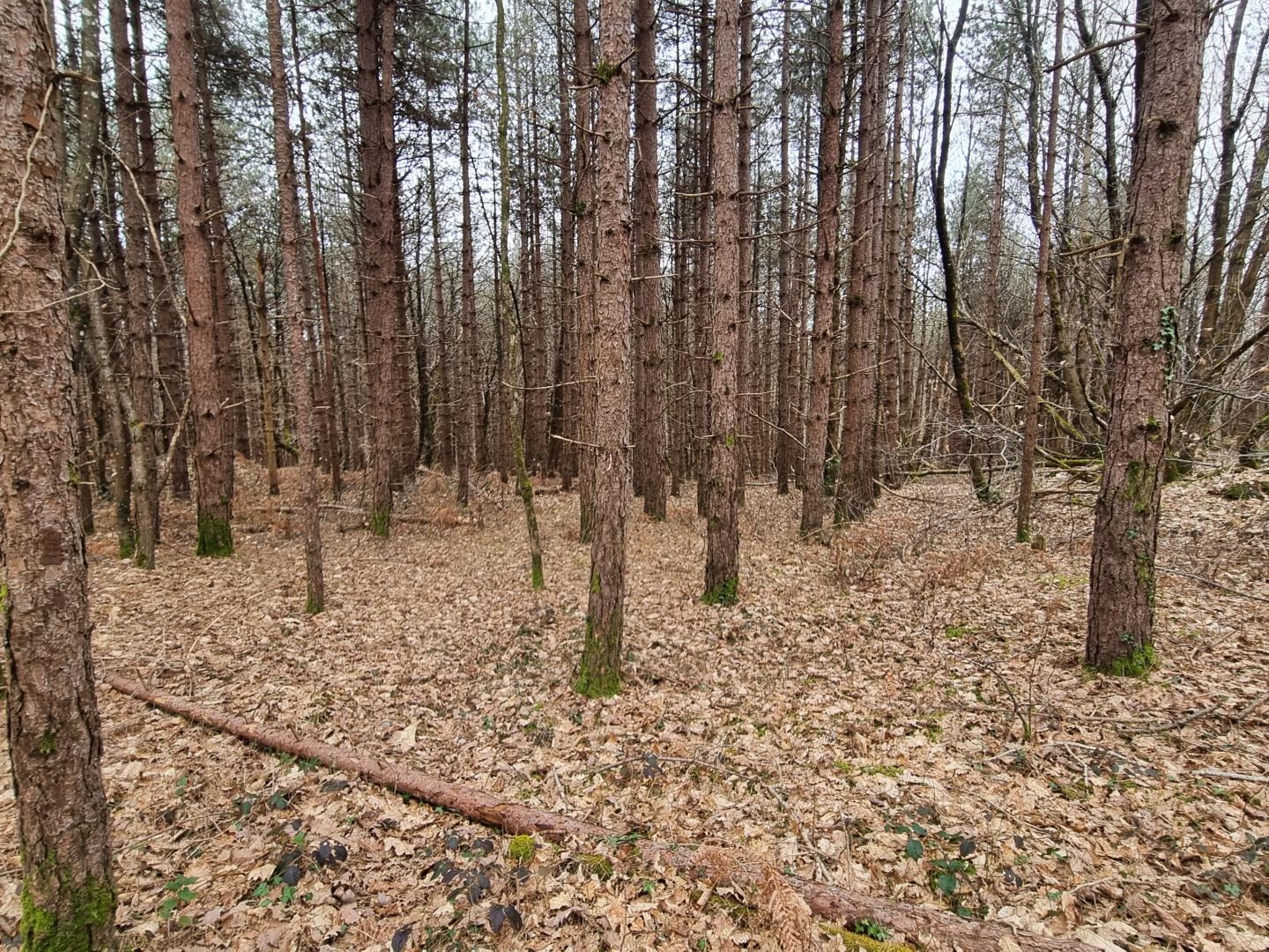 Terrain à vendre - 180000m2 - Varaignes (24360)