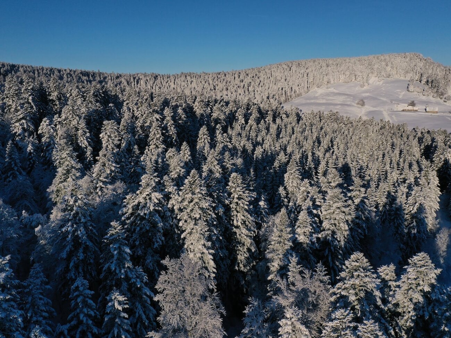 Exceptionnelle Forêt De Sapins De Moyenne Montagne
