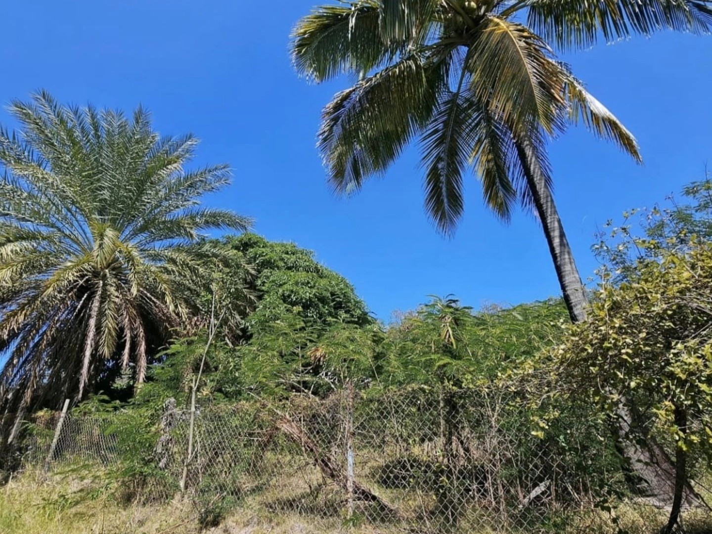 Terrain 1501 m²