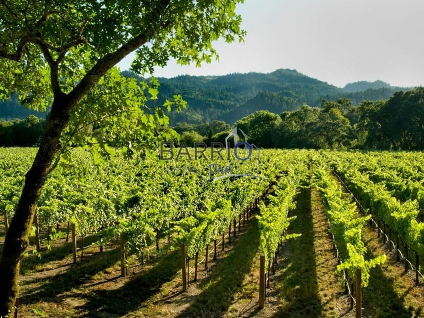 Local commercial 320 m²