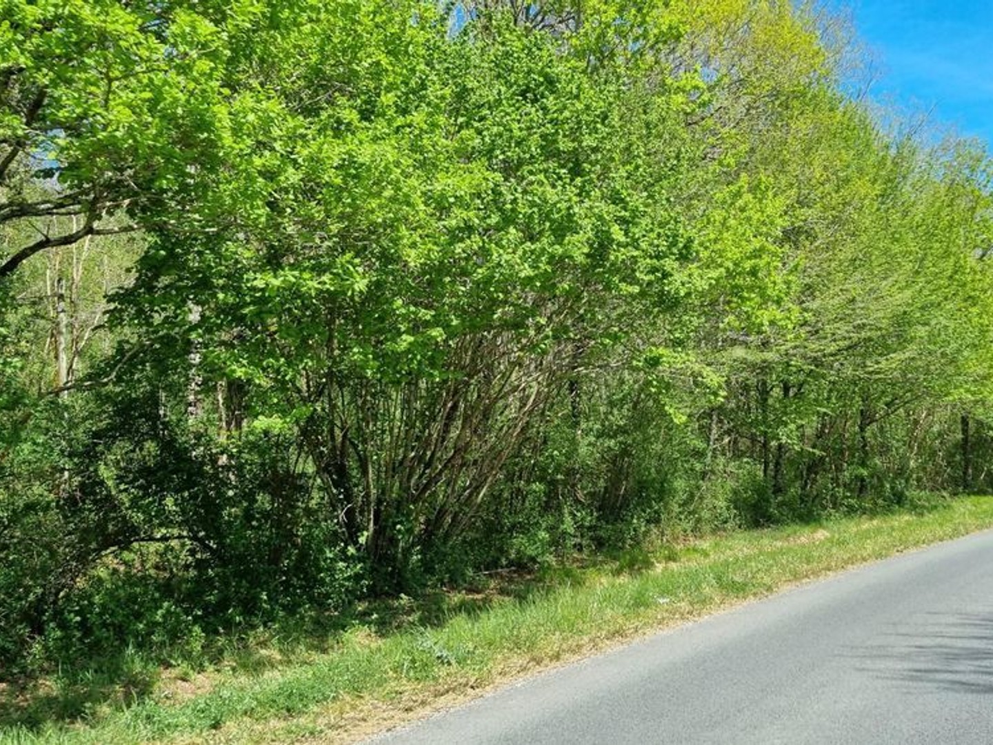 Parcelles de bois