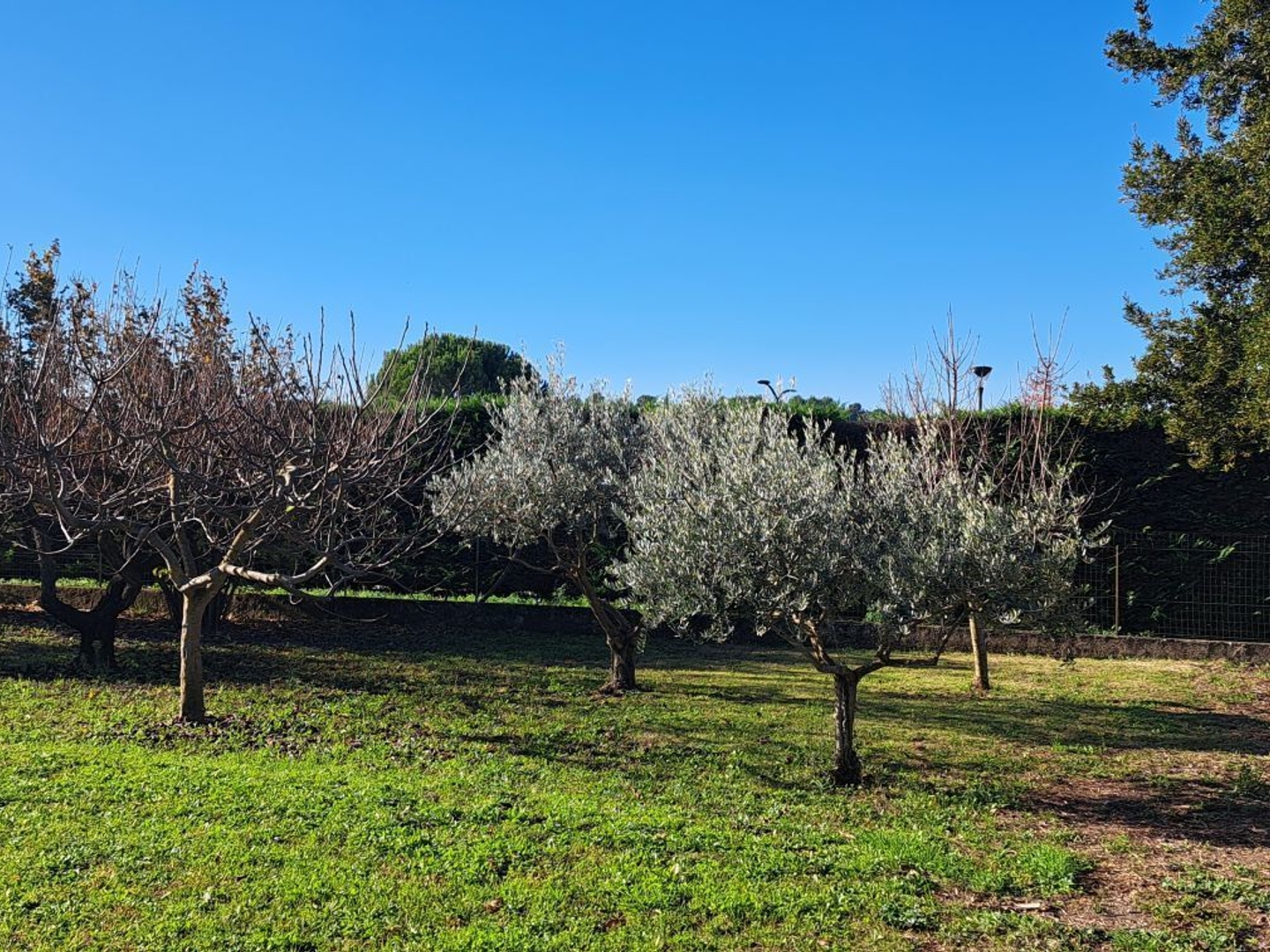 Terrain à vendre - 658m2 - Pernes-Les-Fontaines (84210)