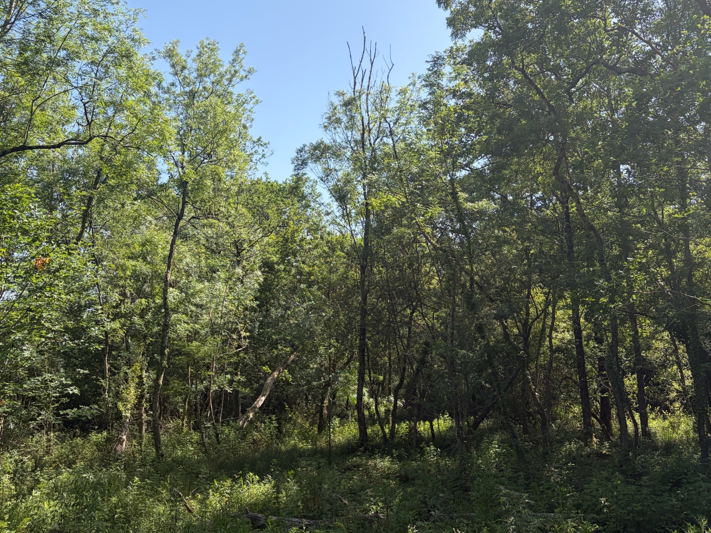 Terrain en individuel 2600 m²