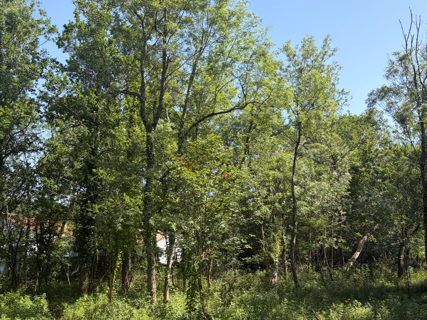Terrain à vendre - 2600m2 - Challans (85300)