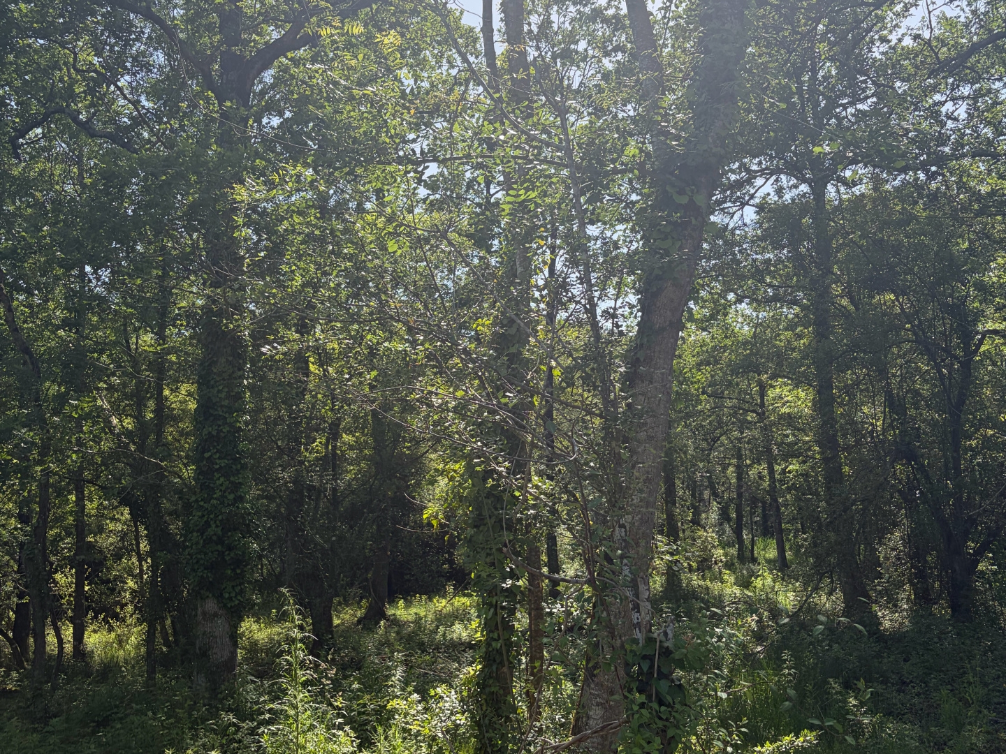 Terrain à vendre - 2600m2 - Challans (85300)