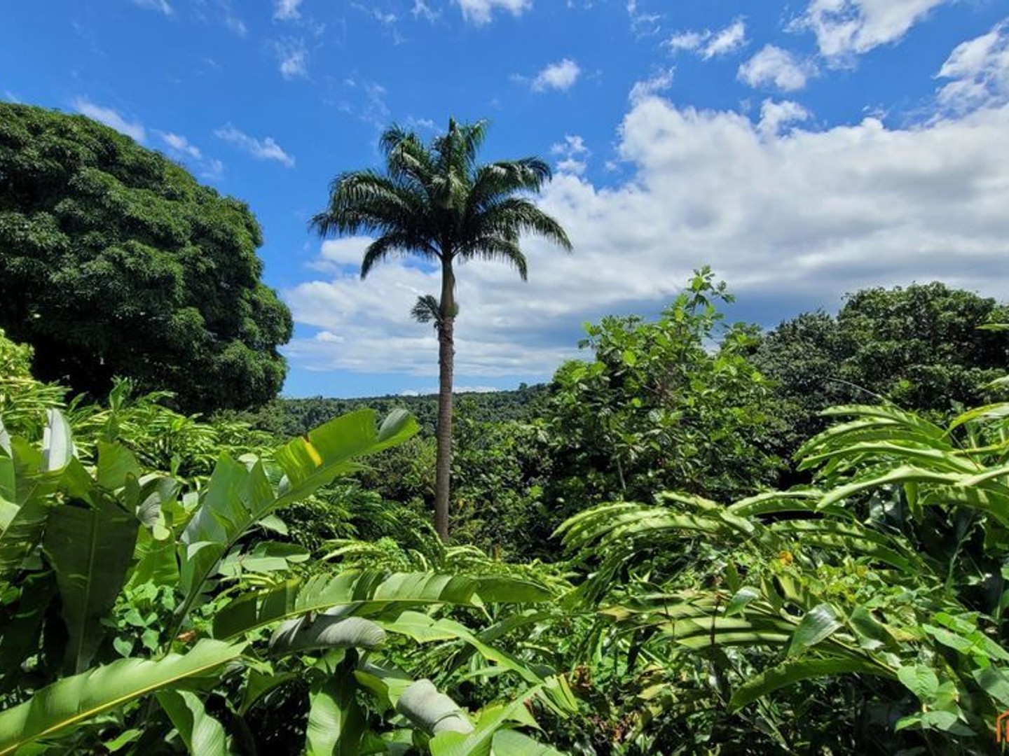 Charmants gîtes nichés au coeur de la Forêt Tropicale!