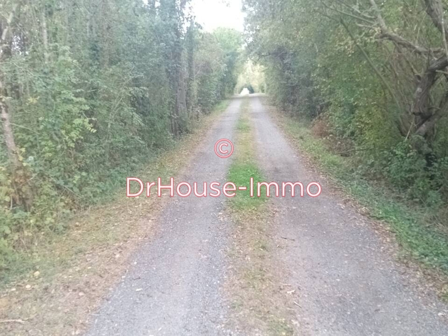 Terrain à vendre - 10000m2 - Cléré-Les-Pins (37340)