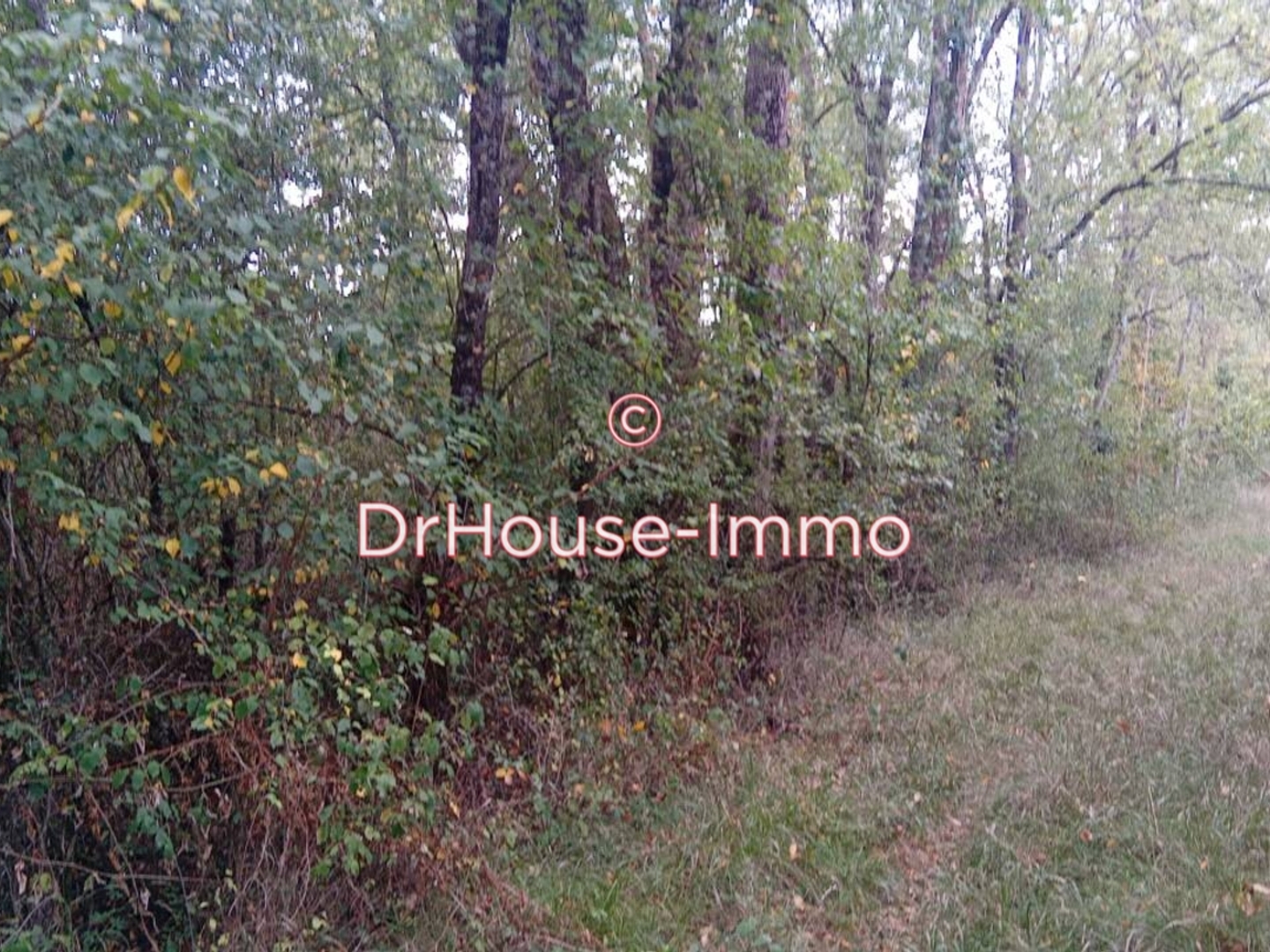 Terrain à vendre - 10000m2 - Cléré-Les-Pins (37340)