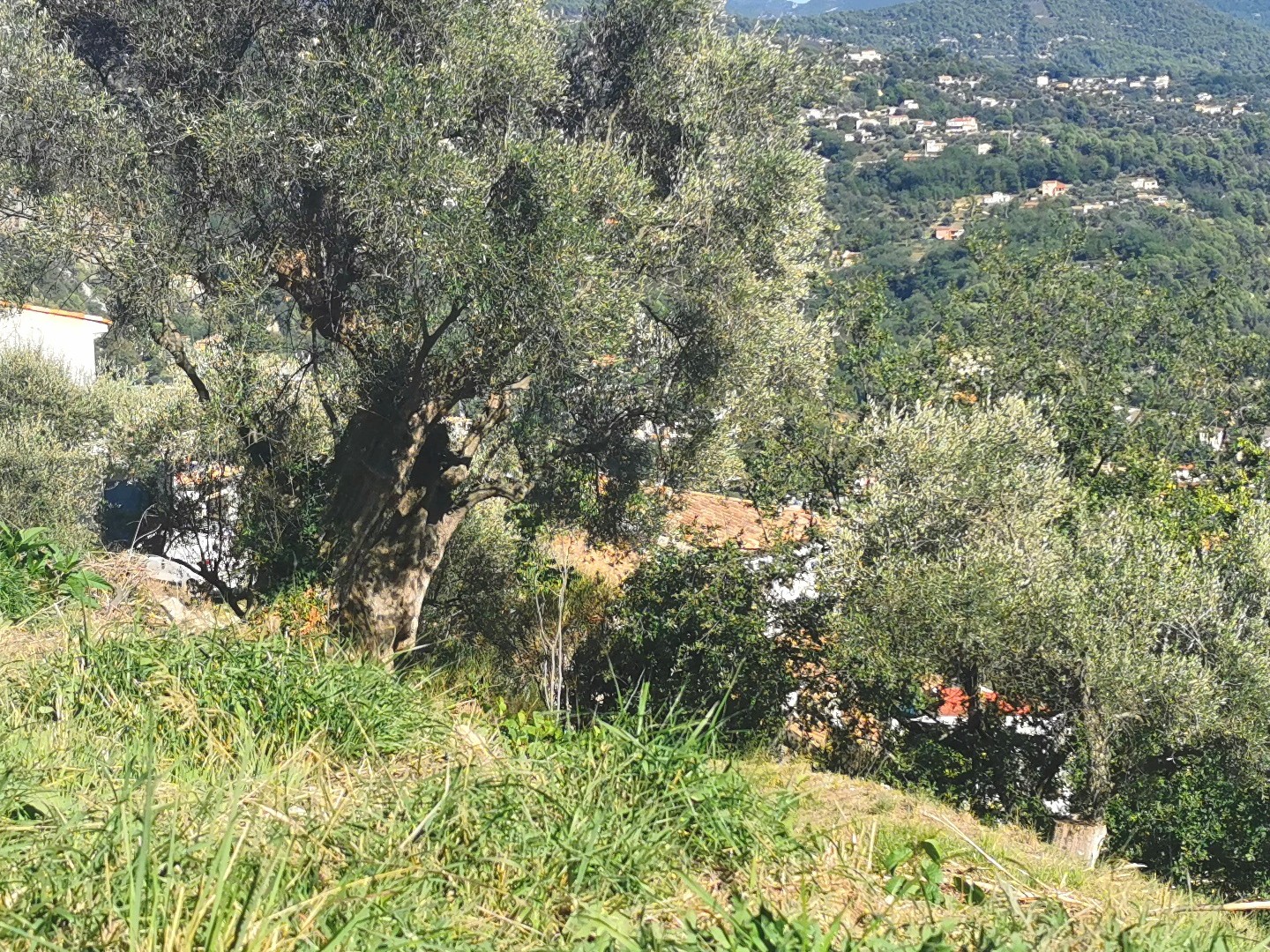 Terrain 3015 m²