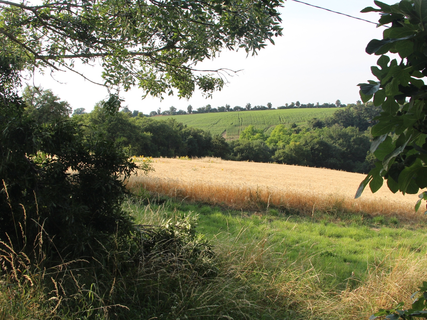Terrain à vendre - 60000m2 - Caraman (31460)