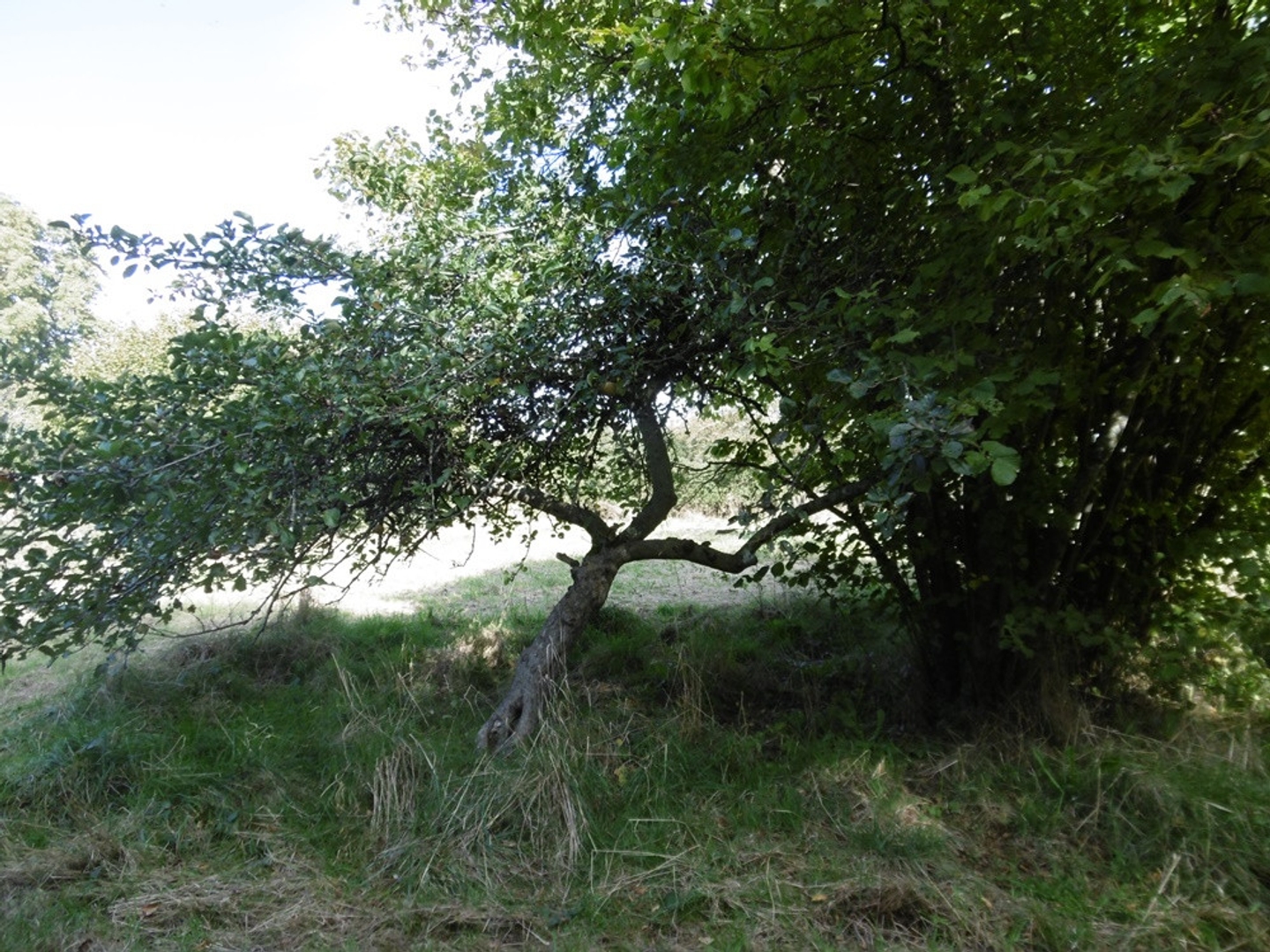 Terrain