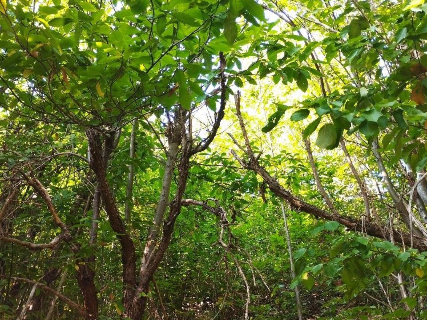 Terrain de loisir 4671 m² - Ispagnac