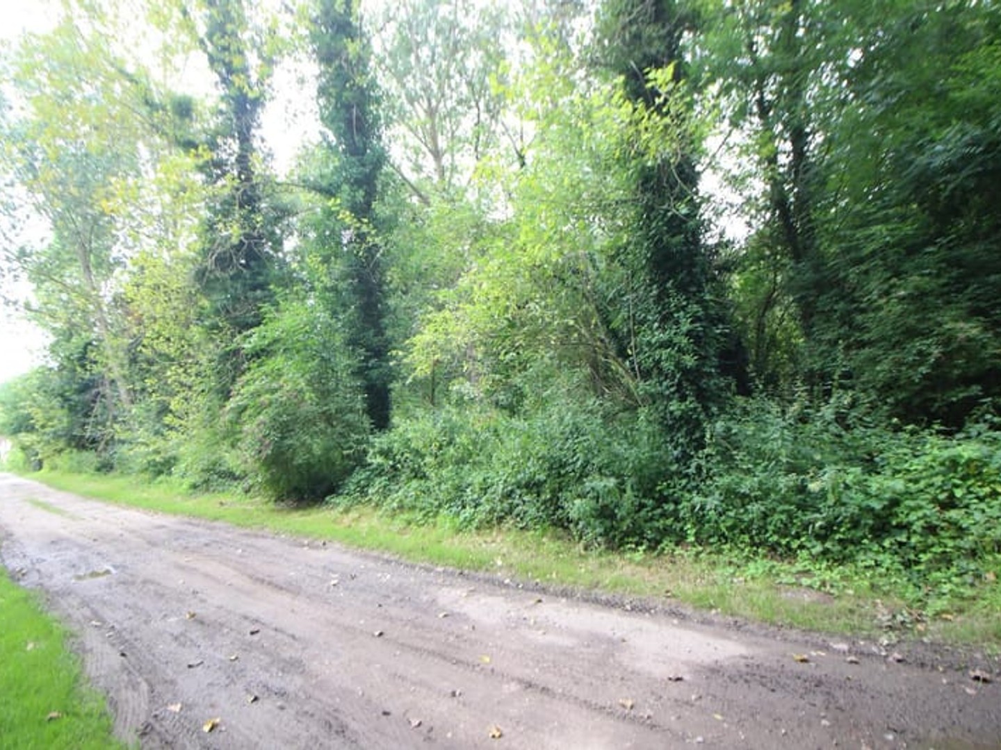 Parcelle de forêt