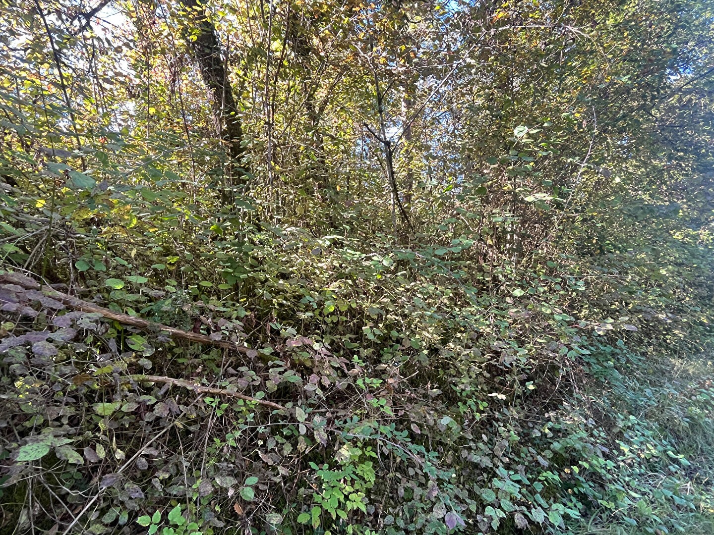Terrain 4213 m²