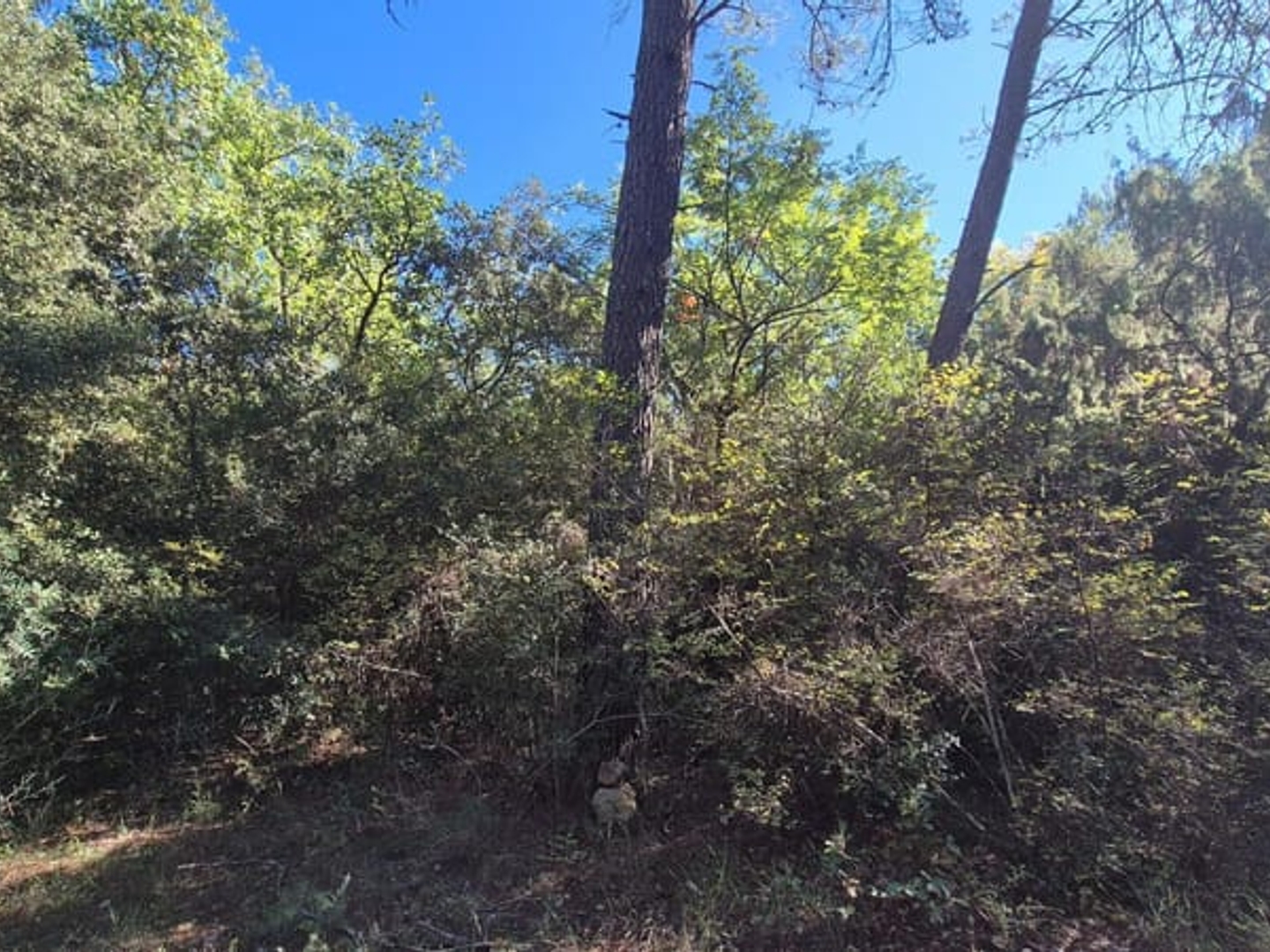 Terrain Boisé 7200 m²