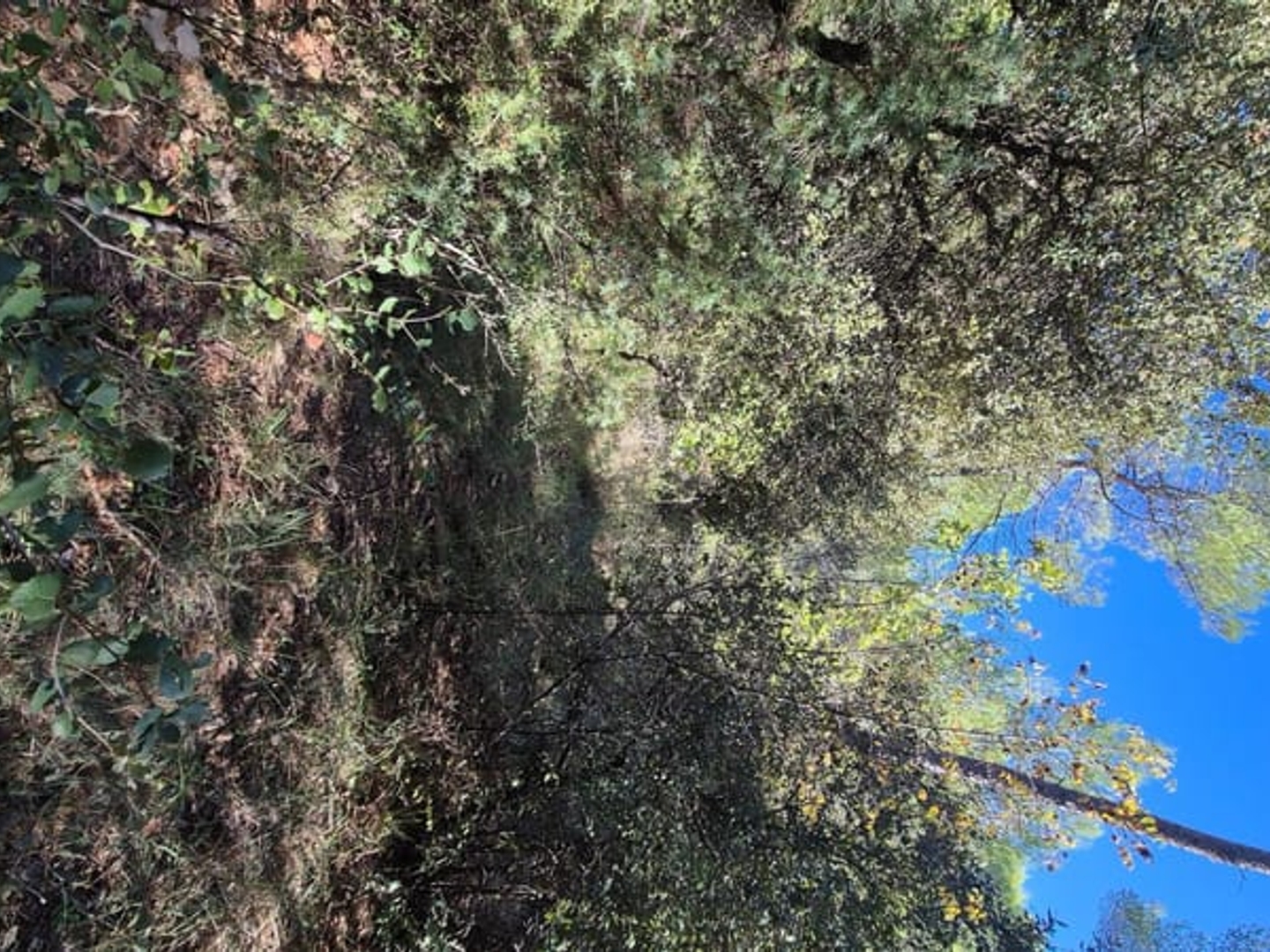Terrain à vendre - 7100m2 - Le Cannet-Des-Maures (83340)